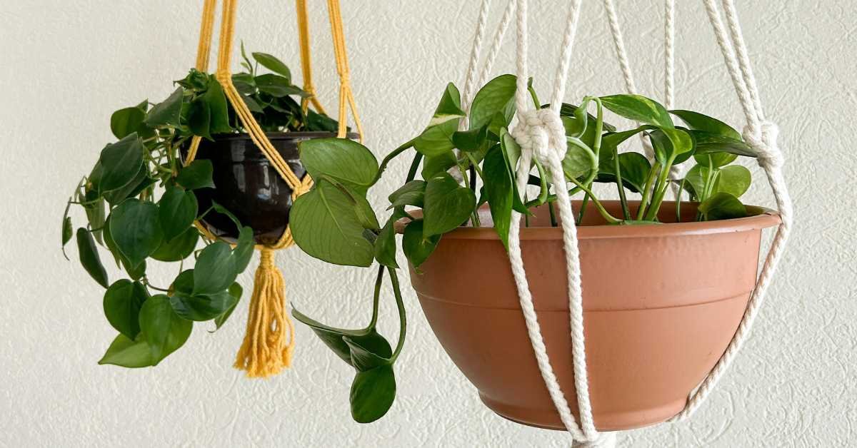 Best Hanging Basket
