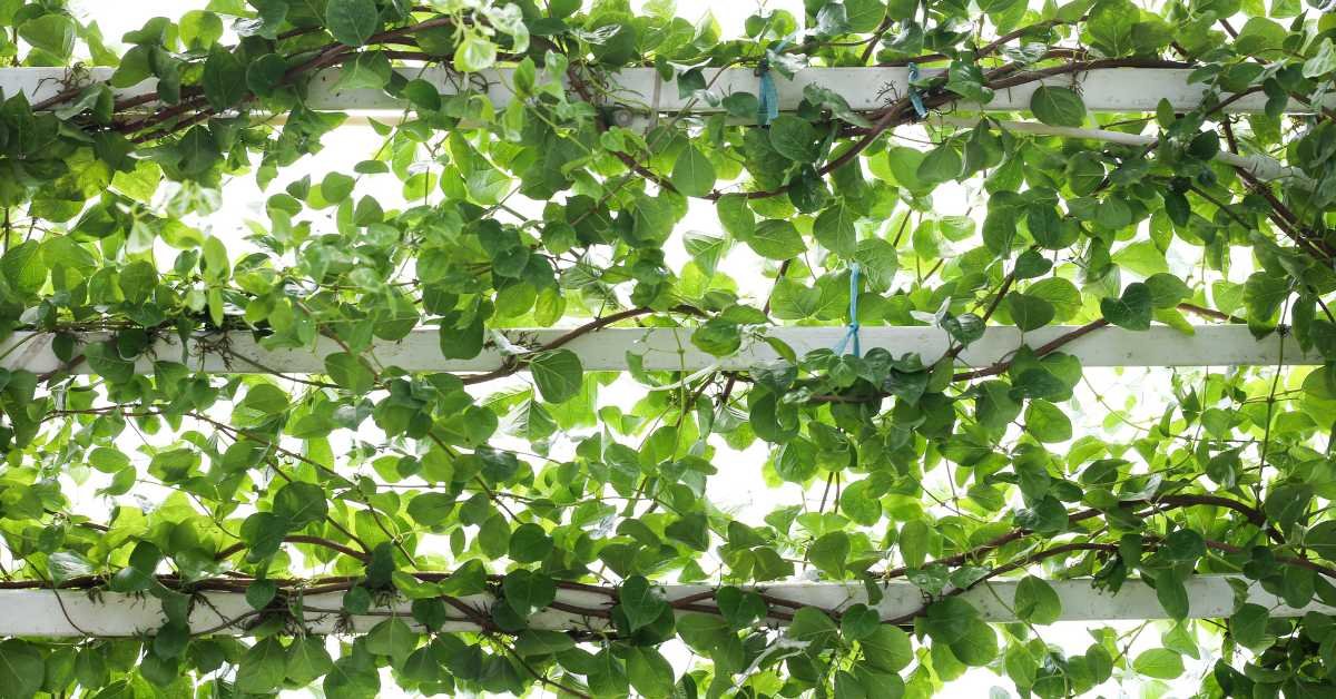 Climbing Veggies with Trellis Design