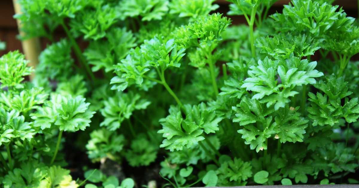 Growing Coriander Plant