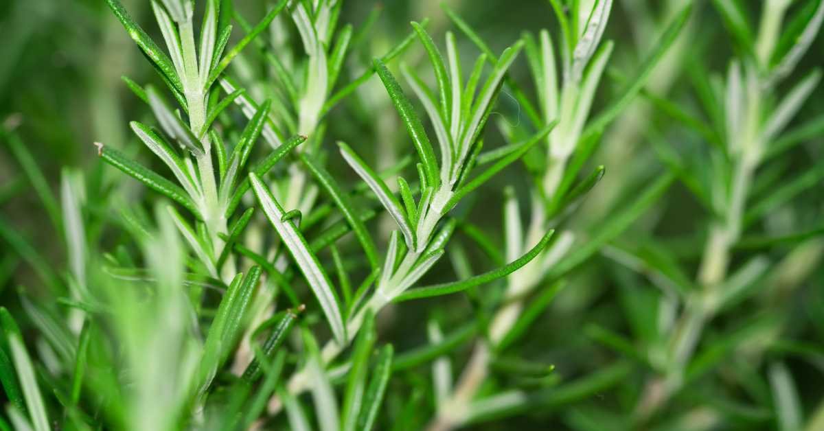 Rosemary
