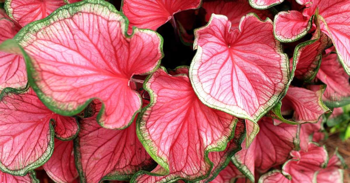 Caladium