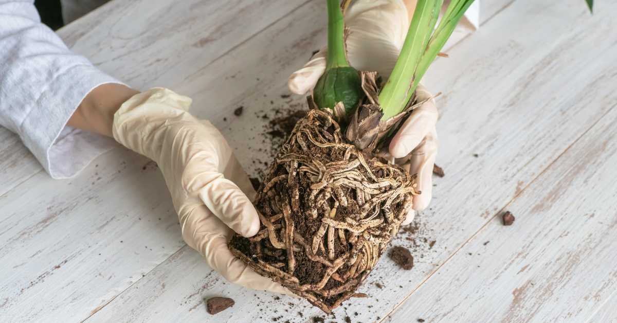 Fall Soil Preparation: Fixing Old Root