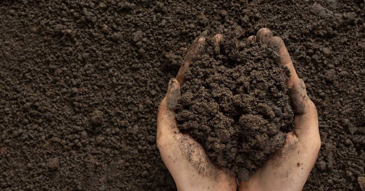 Soil at Home for balcony gardening