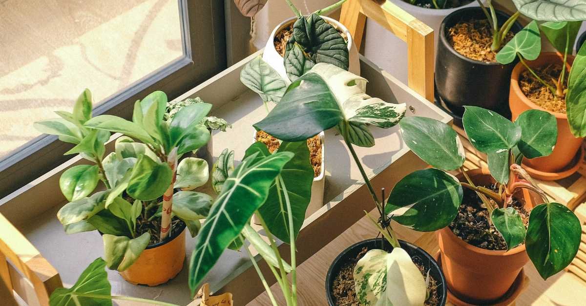 Shade Your Plants Without Blocking Light