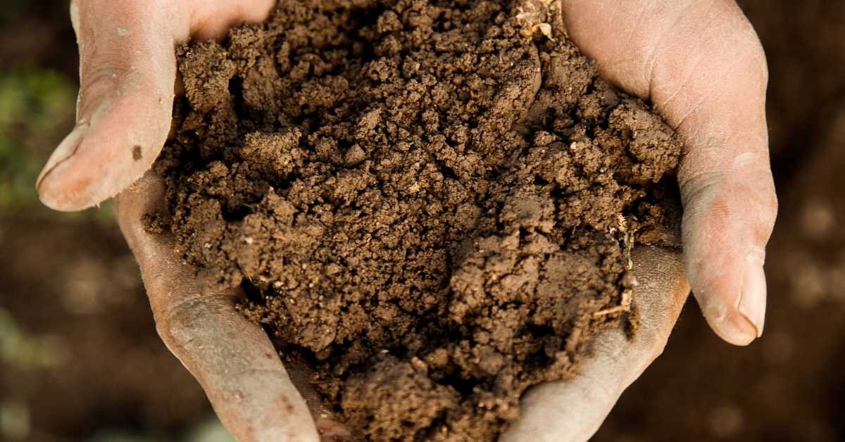nutrient rich soil