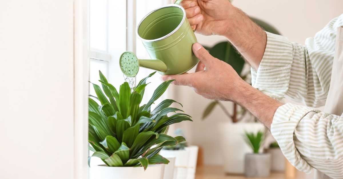 Water Needs by Plant Type