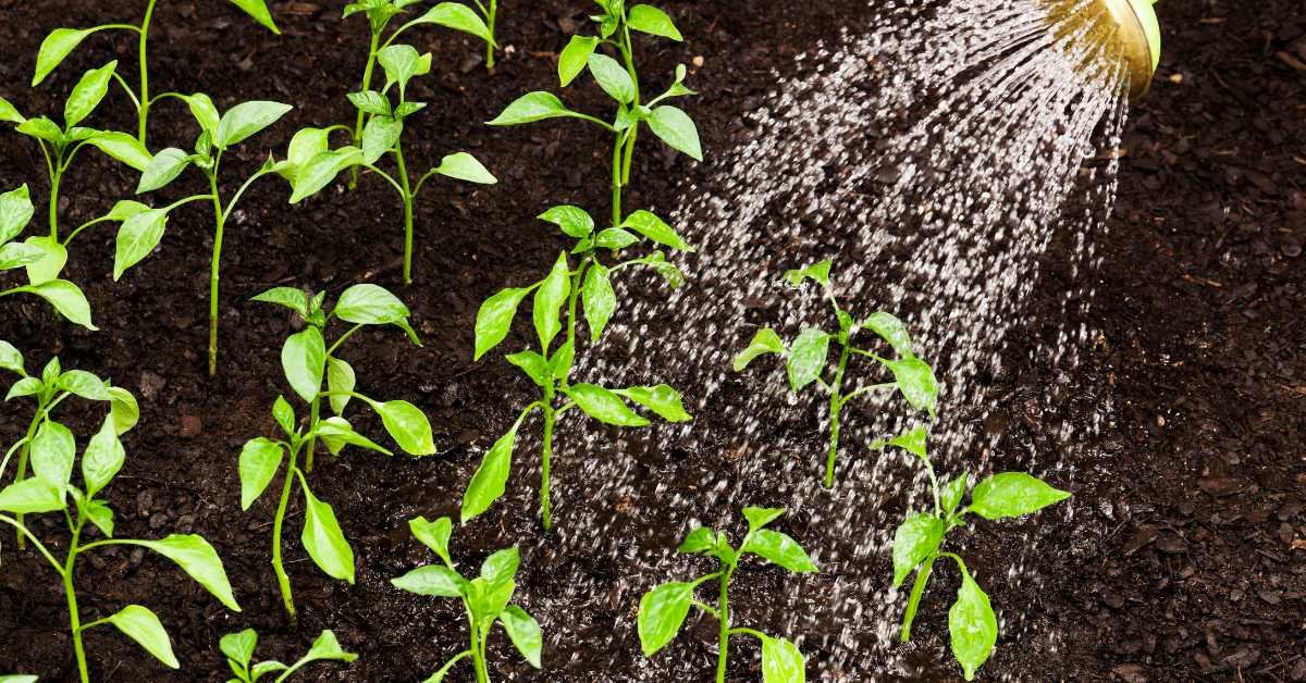 Practical Watering Tips