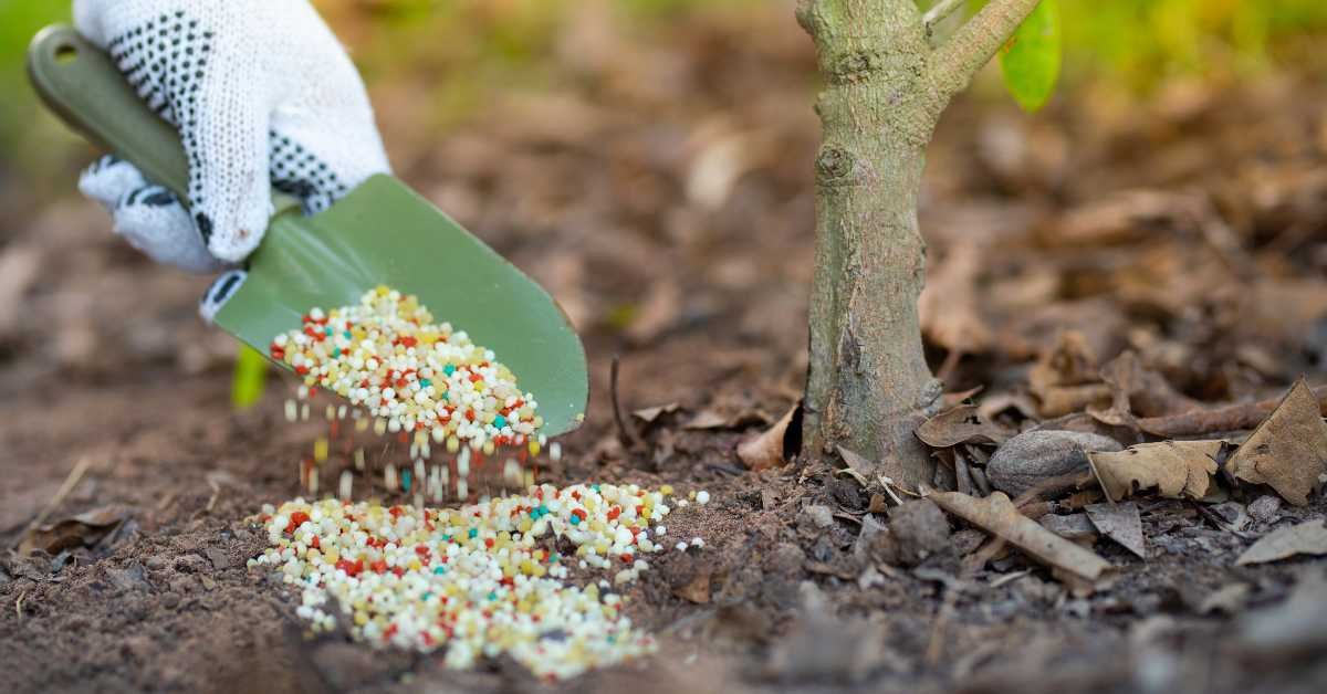 Fertilizing Mistakes Balcony Gardeners Should Avoid