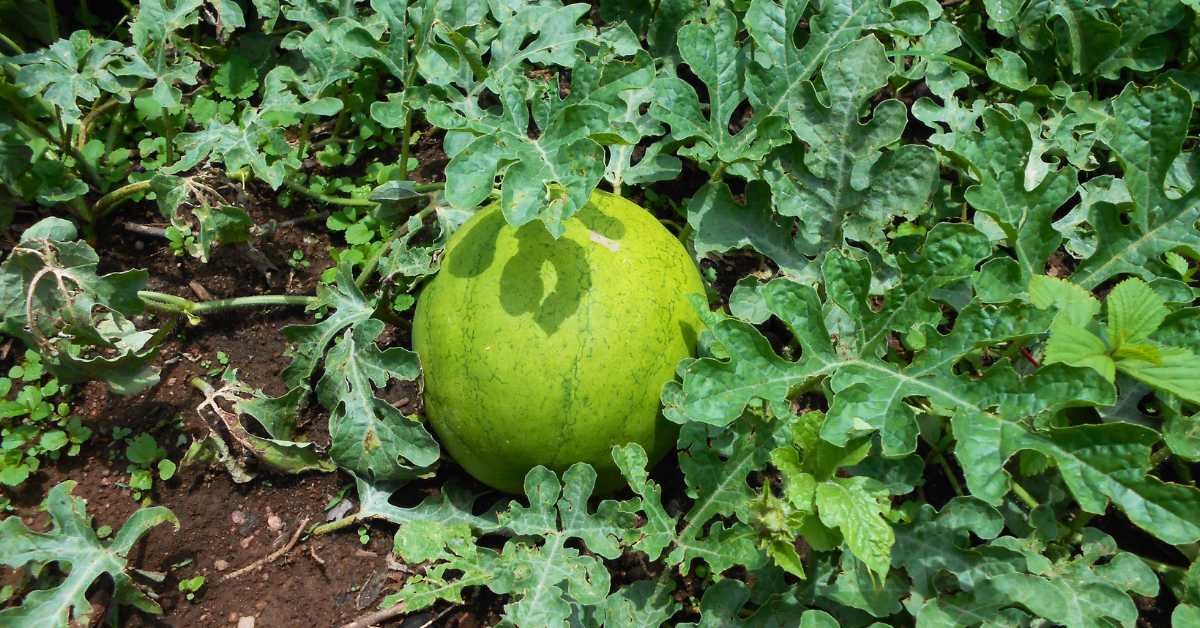 Natural Self-Shading