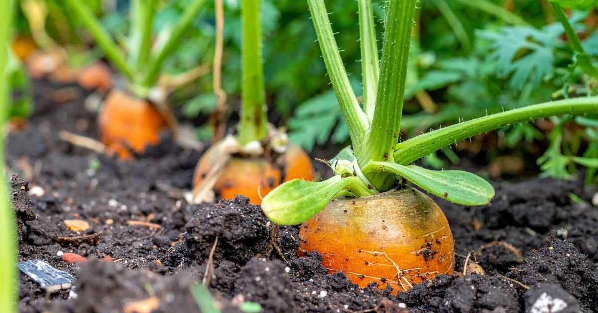 Using Balcony bin Compost