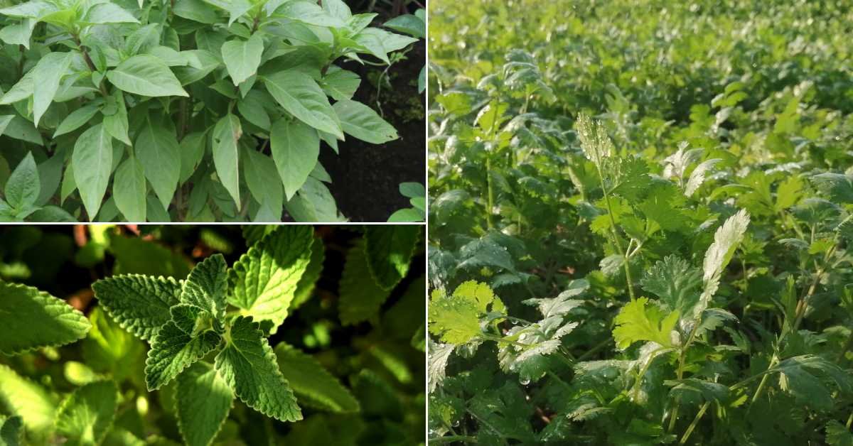 Best Vegetables for Partial Shade Balconies