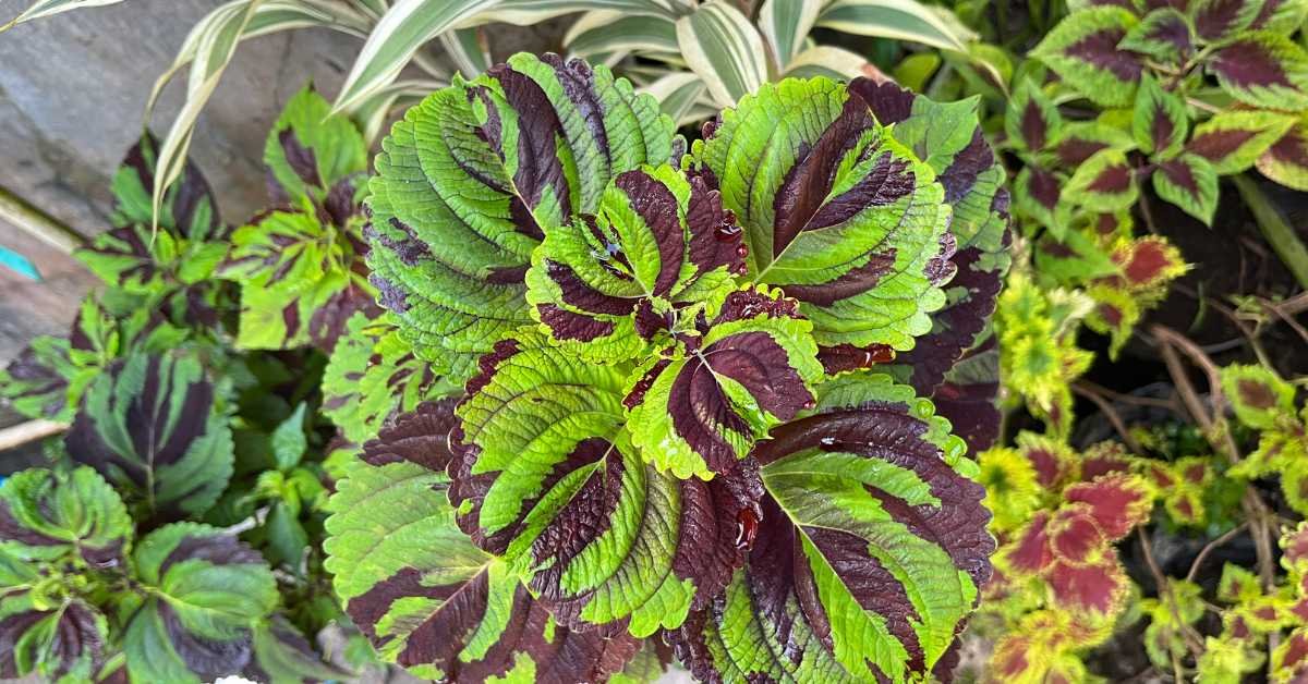 Coleus