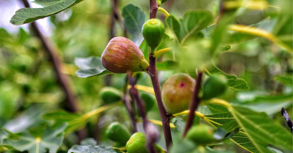 Figs Tree
