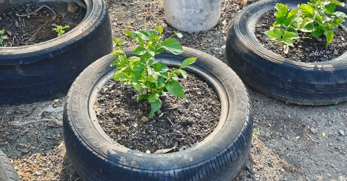 Tiered Shelf Railing Planters
