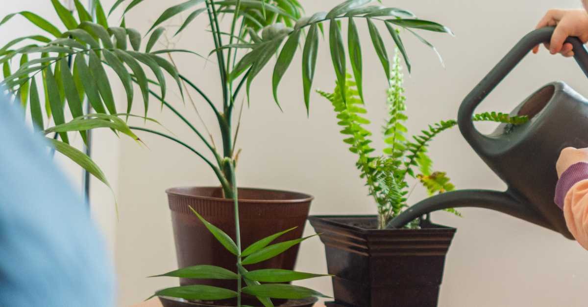 Watering Fall Balcony Plants