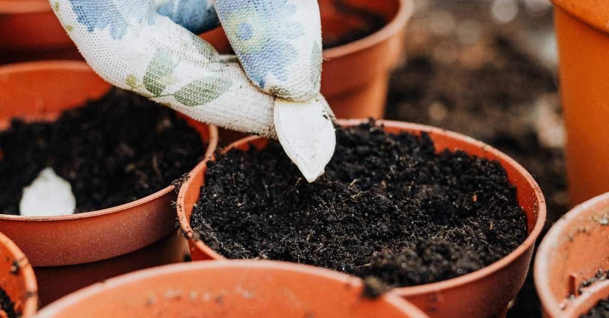 Soil Mix for Spring Balcony Plants