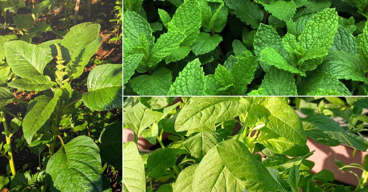 Plants to grow during the rainy season on a small balcony