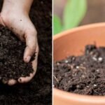 Best Soil for Balcony Plants