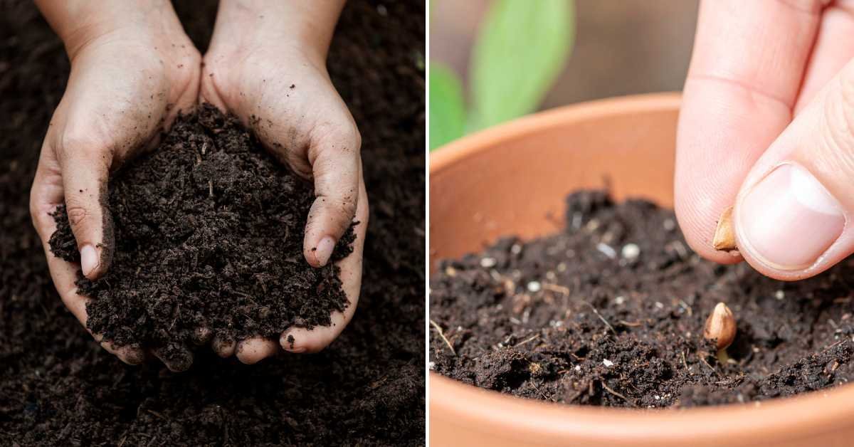 Best Soil for Balcony Plants