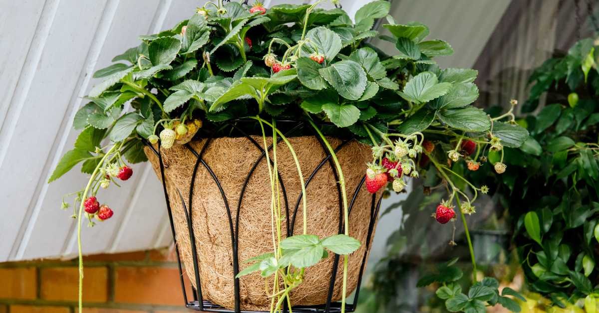 Which Hanging Plants Fit Your Balcony Type