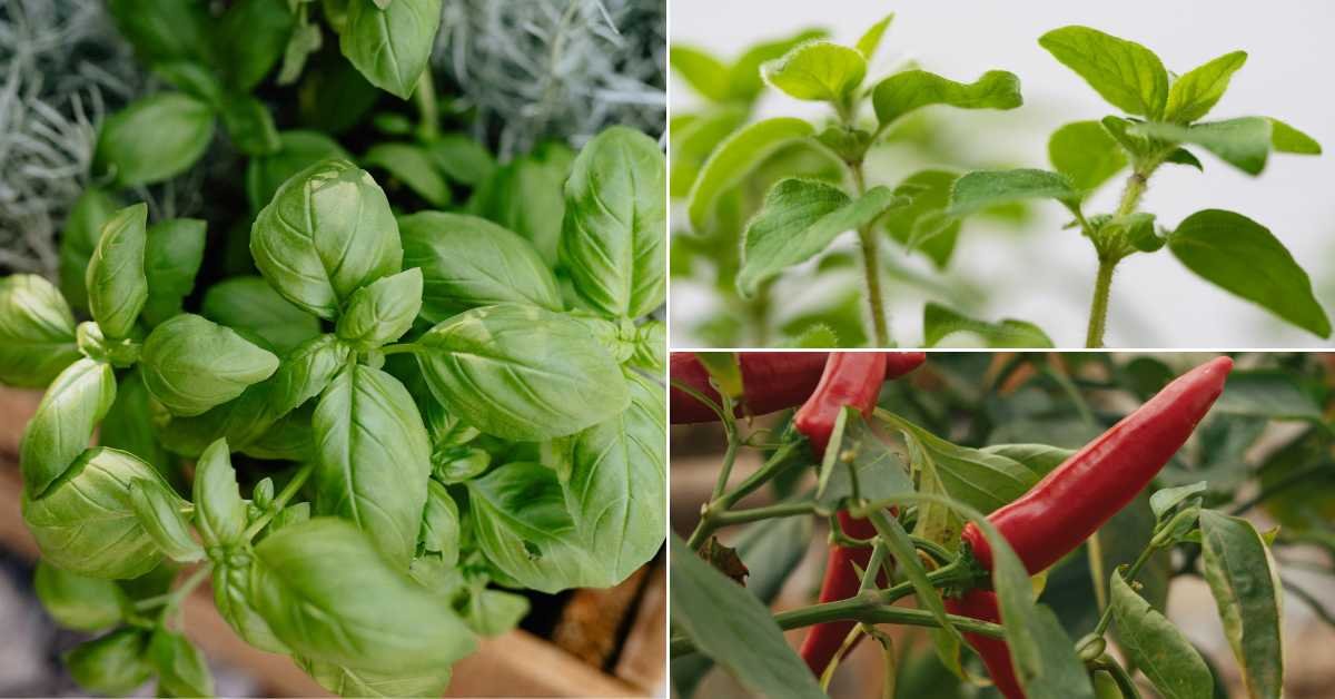 Plants Grow Best in Self Watering Balcony Planters