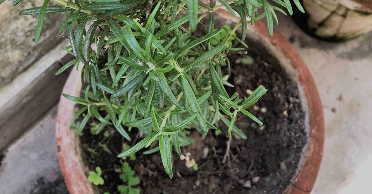 Growing Rosemary 