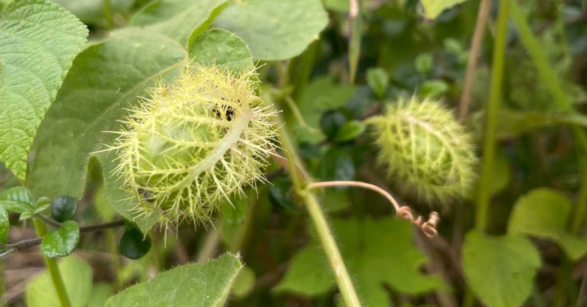 Passion Fruit Tree
