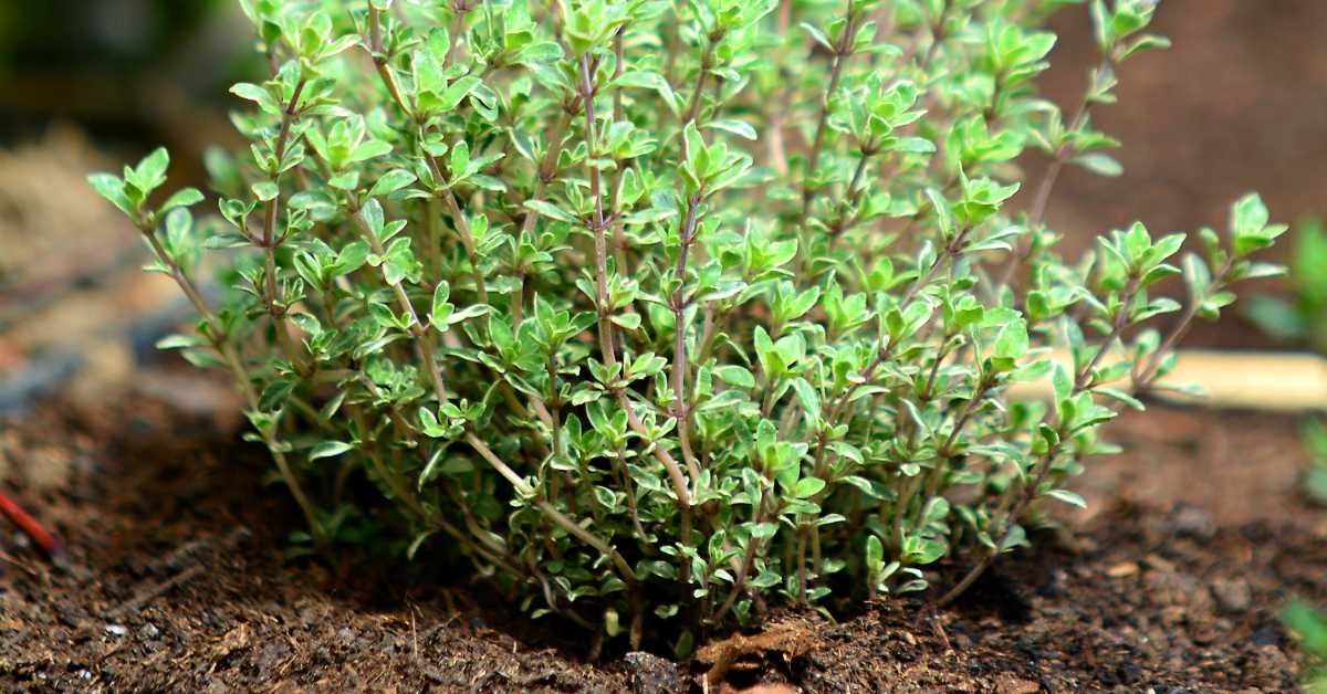 Growing Thyme