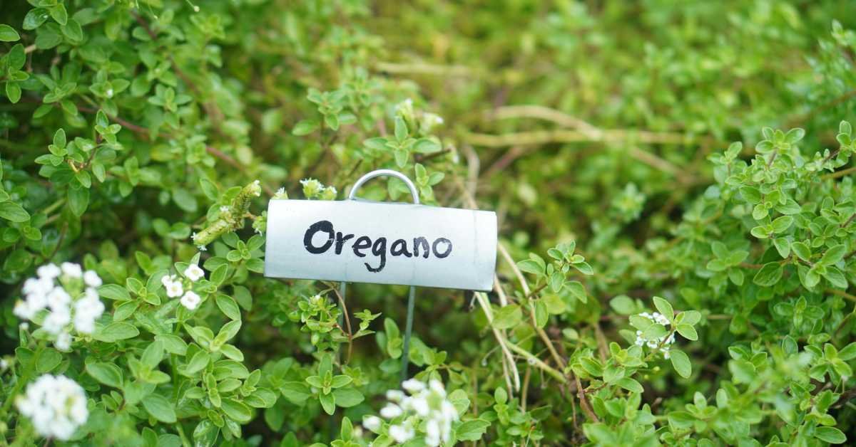 Oregano