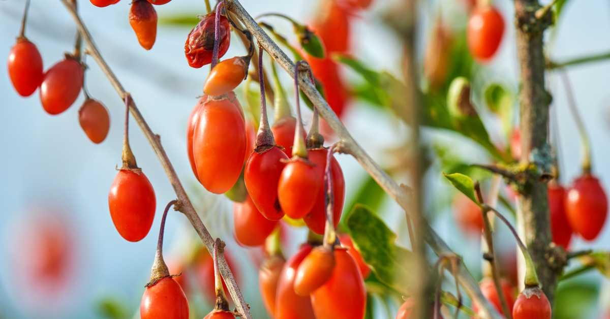 Goji Berries Plant