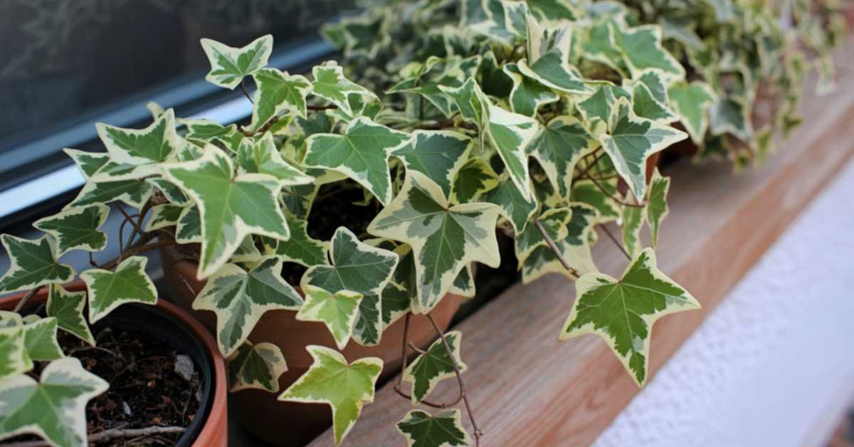 English Ivy