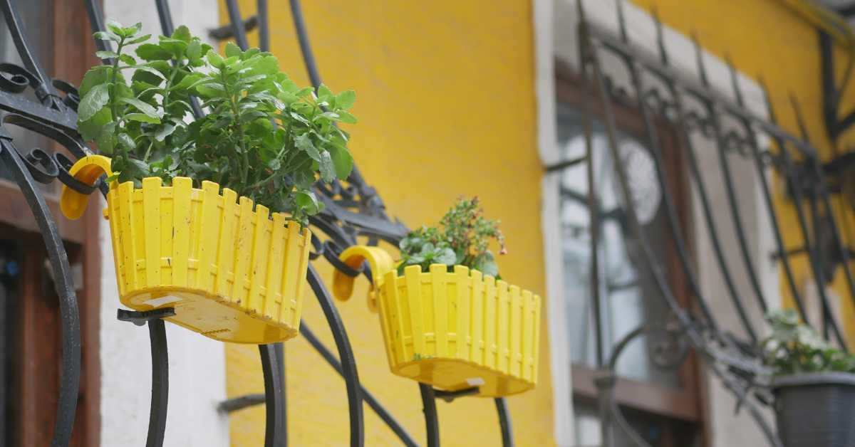 Color-Themed Balcony Veggie Layout