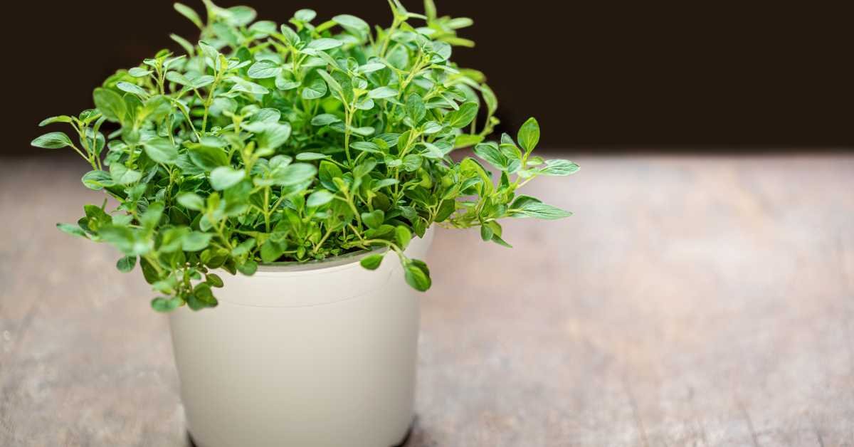 Growing Oregano Plant in Balcony
