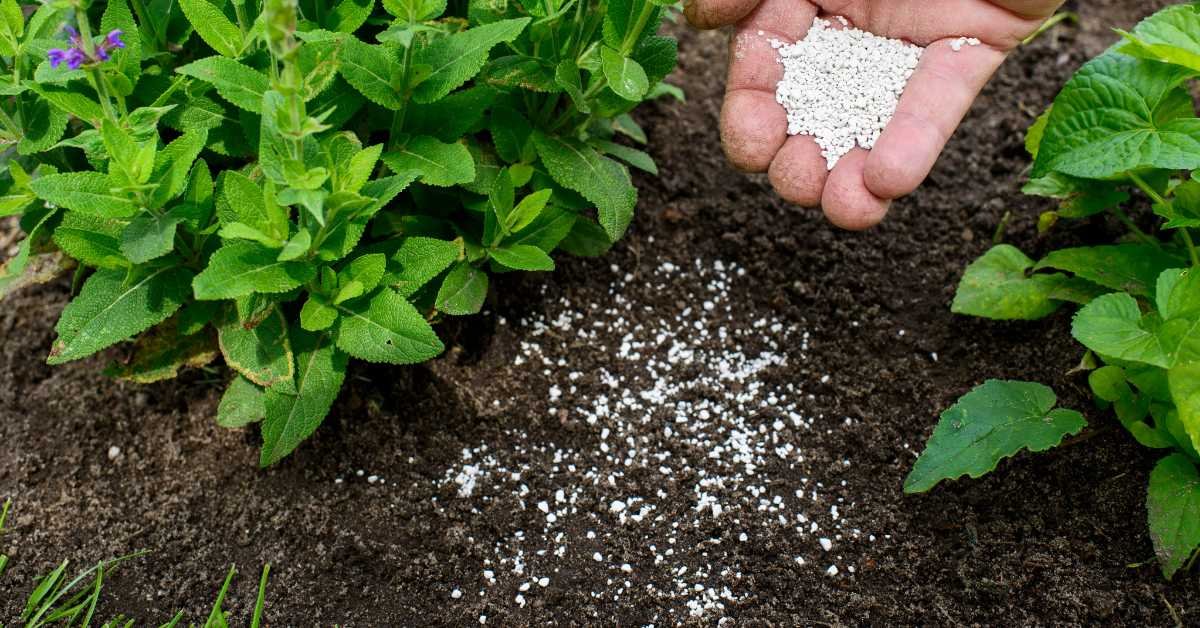 Organic Fertilizer for Balcony Gardens