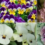 Best Balcony Plants for Cold Weather