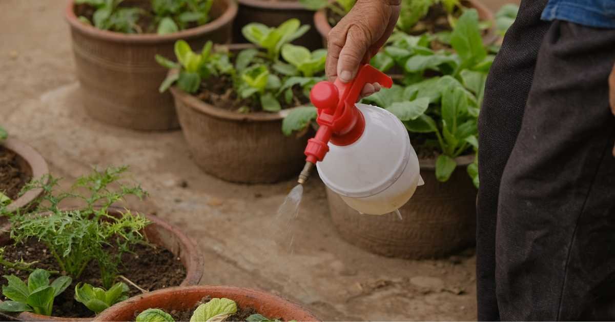 How Often to Water Balcony Plants