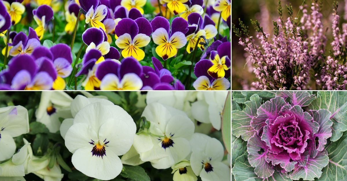 Best Balcony Plants for Cold Weather