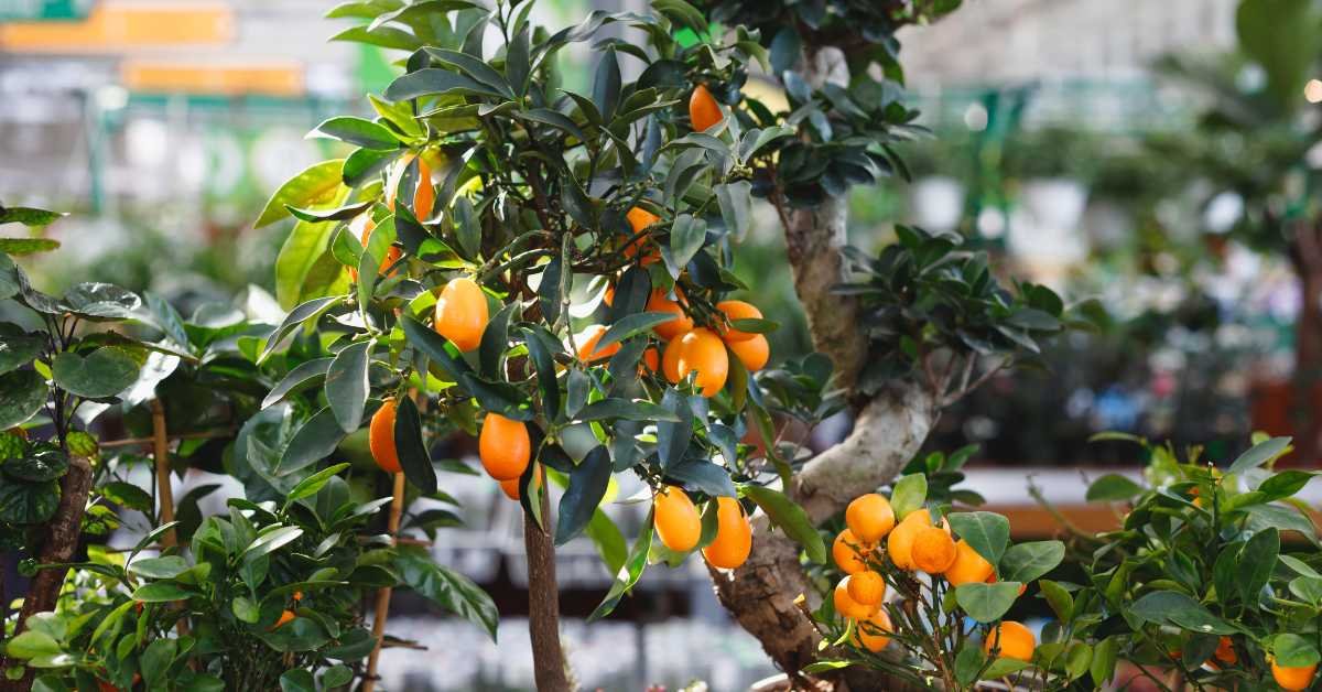 Dwarf Citrus Trees
