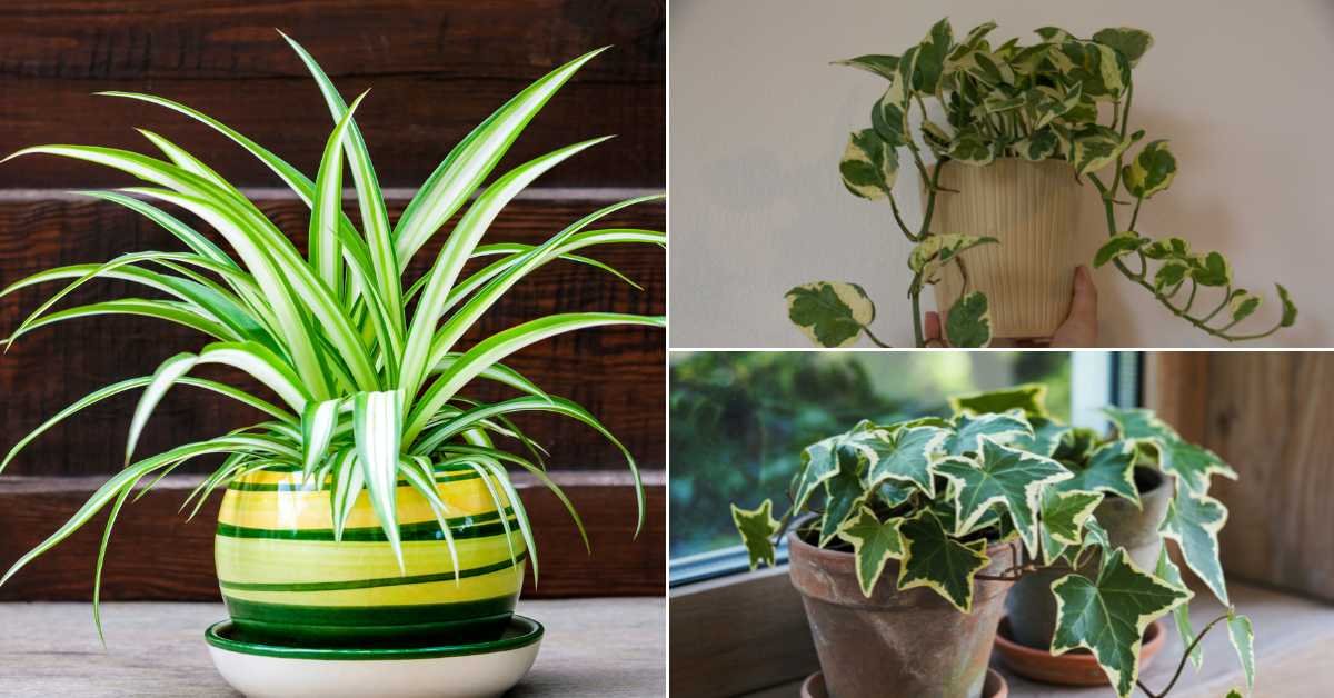 Best Hanging Plant Ideas for Any Balcony
