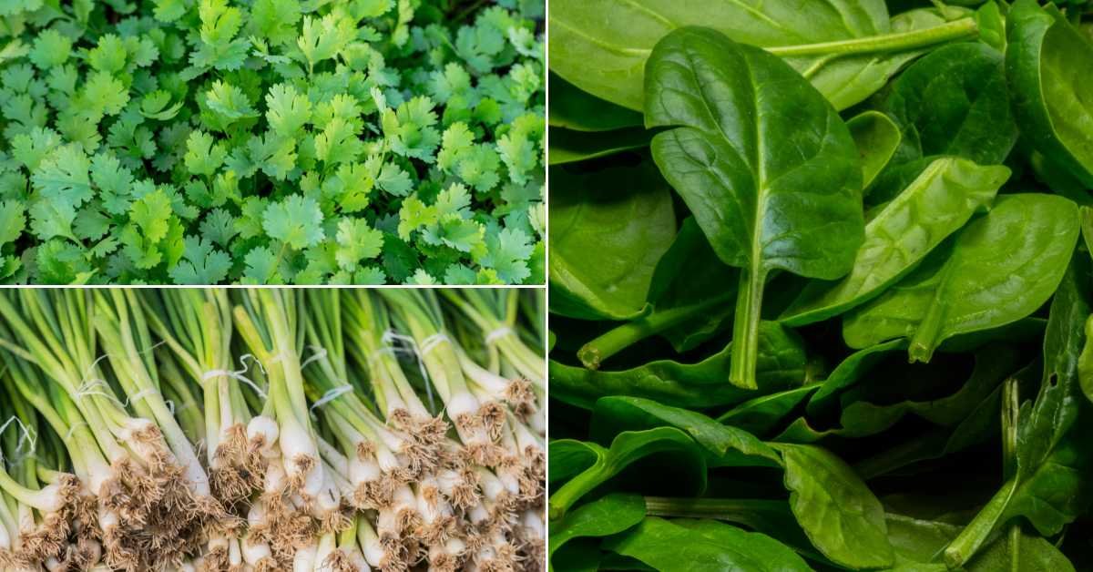 Which Plants to Grow in PLSTIC Bottle 