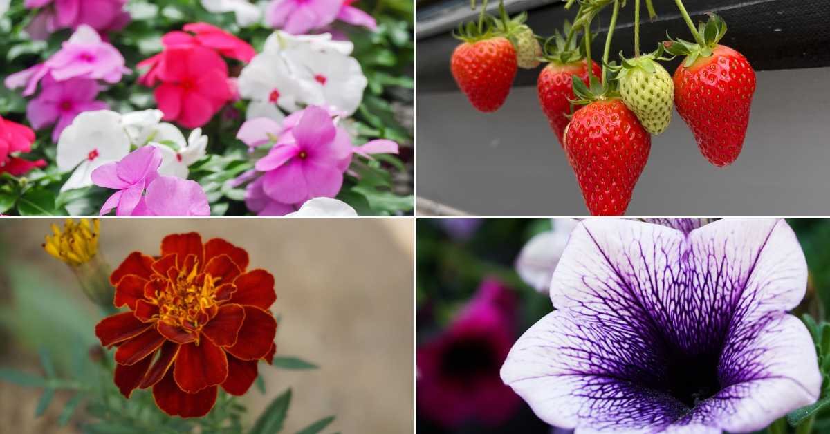 Plants for Decoration