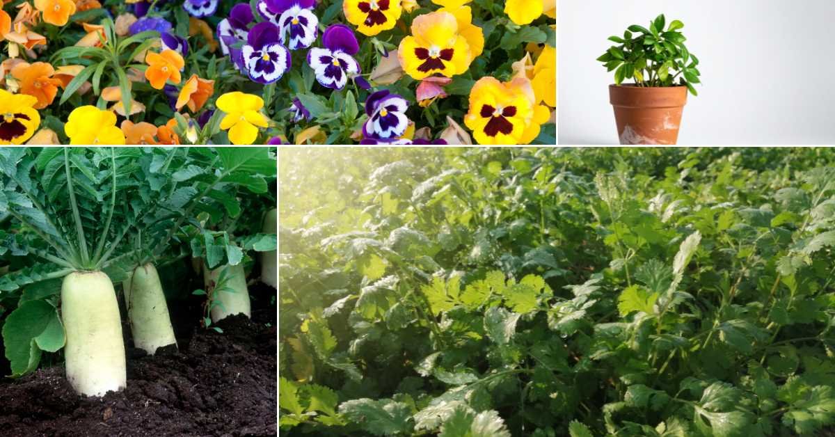 Fall Balcony Gardening Guide