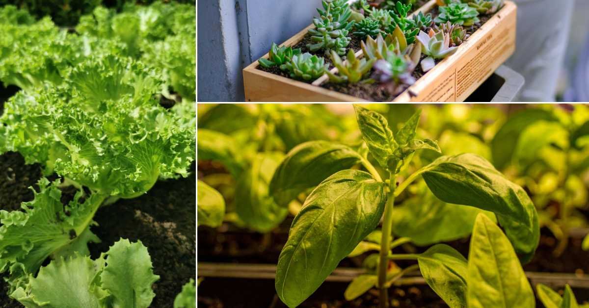 Spring Balcony Planting Ideas