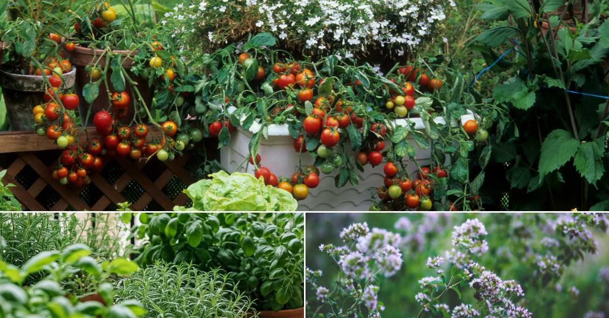 Summer Balcony Plant Care Tips