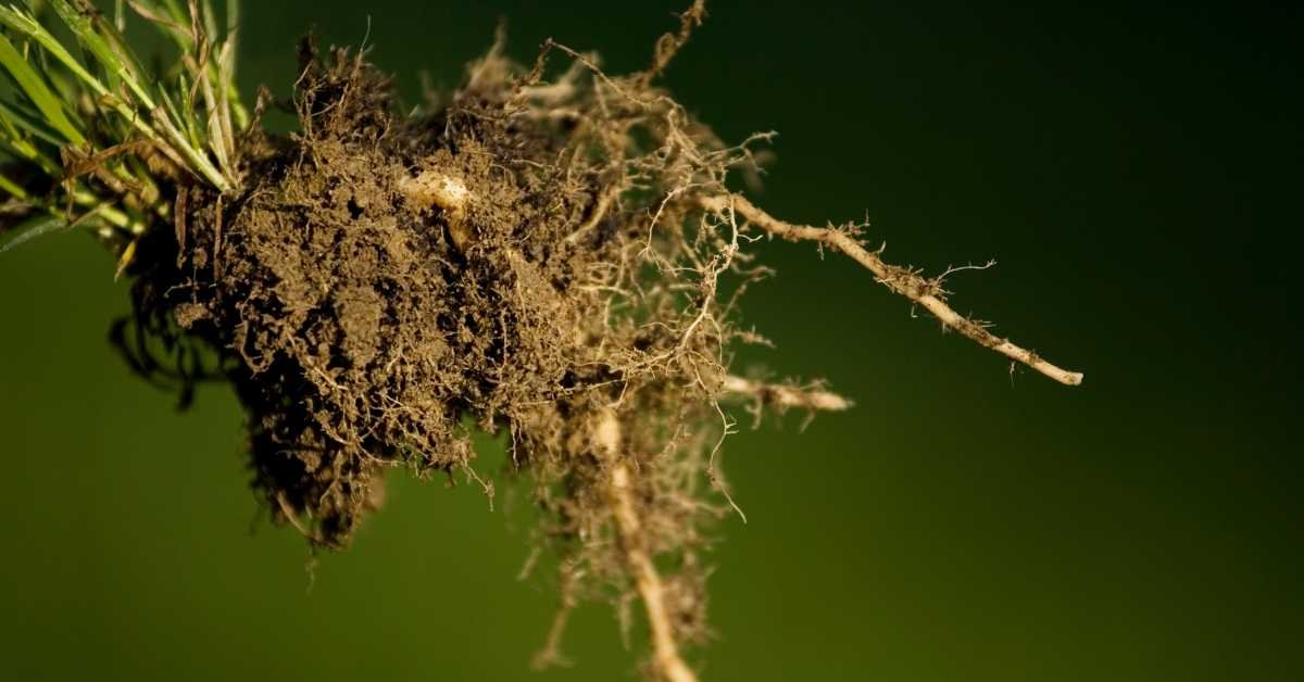 Protect Roots from Overheating