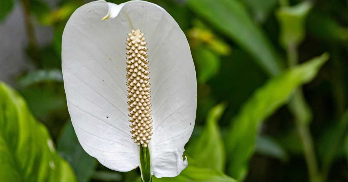 Peace Lily