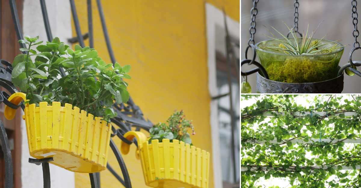 Low Maintenance Balcony Vegetable Garden Ideas
