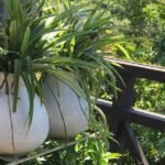 What Most People Get Wrong Before Buying Their First Balcony Plants