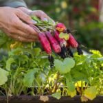 small balcony vegetable garden real home