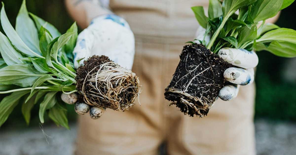 Why Some Plants Survive on Balconies While Others Slowly Decline